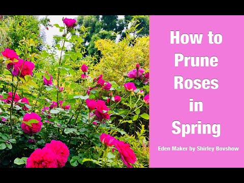 ROSE GARDENING TIPS: HOW TO PRUNE ROSES IN SPRING 🌹(GROW TONS of ROSES ) 🌹 Shirley Bovshow