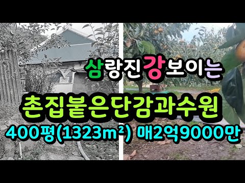 삼랑진 낙동강 보이는 촌집과 단감과수원매매 매2억9000만