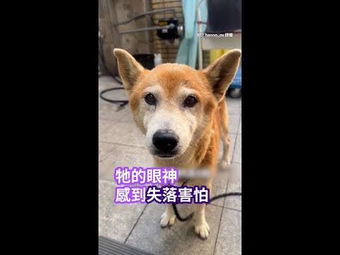 【撿到皮包骨柴犬】被棄養無助眼神讓人好心酸... #Shorts