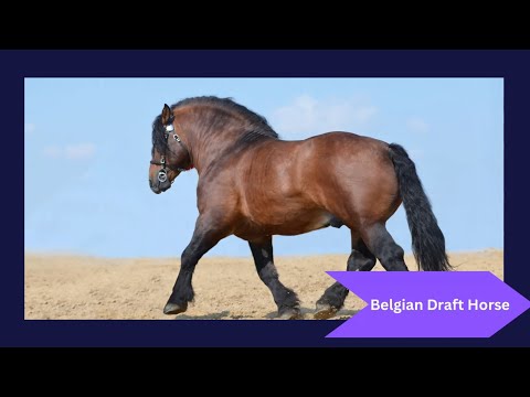 🐴 Majestic Belgian Draft Horses: History, Characteristics, and Care Tips!