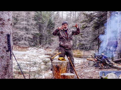 Dead Birch Trees around my Log Cabin