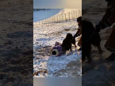 Separate the fight between #tibetanmastiff  and #wolf.