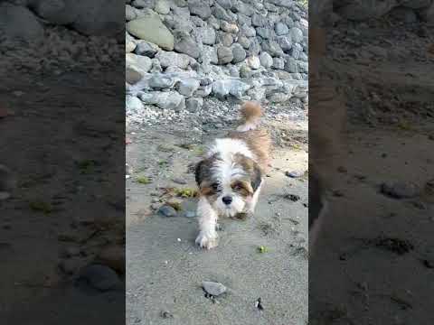 Beach doggy #shortsvideo #dog #beachvibes #outing #manbestfriend #happylife