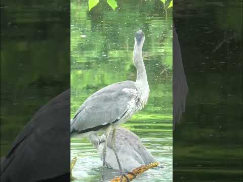 Funny  👀 HERON Fishing Failure 👀   #shorts #shortvideo