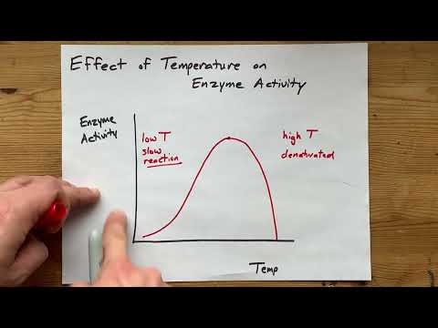 Effect of Temperature on Enzyme Activity