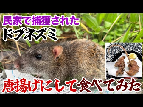 民家で捕獲されたドブネズミ、唐揚げにして食べてみた