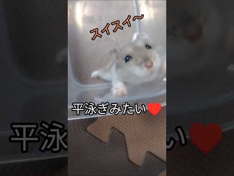 ハムスター平泳ぎ（ピク）#ハムスター #平泳ぎ#可愛い#癒し#hamsters #cute #ジャンガリアンハムスター