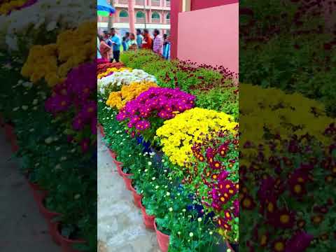 Flower Garden at Mayapur 🌸 #shortvideo #youtubeshorts