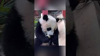 MEIZHU #cute #chinapanda #pandachina #cutepanda #animals #panda #pandafushun