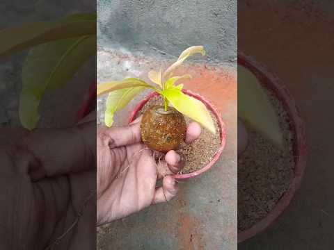 Amazing teachnique propagate mango tree at home #shorts