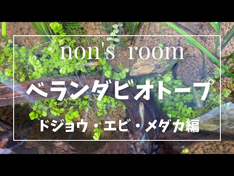 【ビオトープ】生体が元気に育つビオトープ！