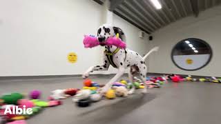 Santa Paws Day 2023 - the one where all the dogs choose their own present!