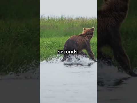 10 Types of Bears Fighting: #BearBattles #WildlifeSafety #BearEncounters