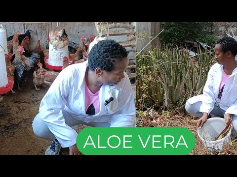 How to grow chicken organically using Aloe vera plant#poultryfarming #organicfarming saving💲