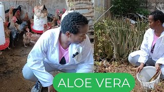 How to grow chicken organically using Aloe vera plant#poultryfarming #organicfarming saving💲