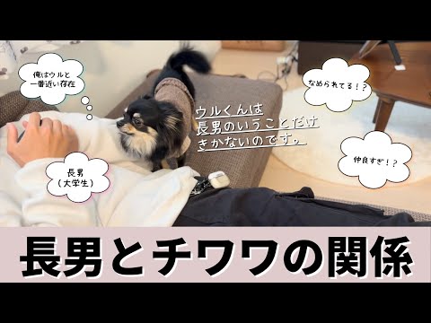 【犬は家族の順位付けをする！？】我が家の大学生長男とウルくんの日常〜仲良しorなめられてる!?〜