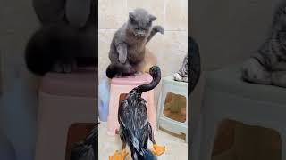 Cat fight animals #cats #catsonlychannel #catcat #funny #catvideos