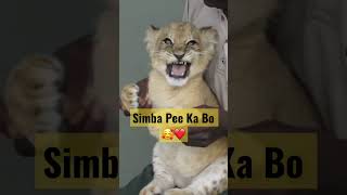 The Lion🦁 King 👑 | Simba Cute roar 🥰❤️#shorts #short #viral 📈⚡️📉