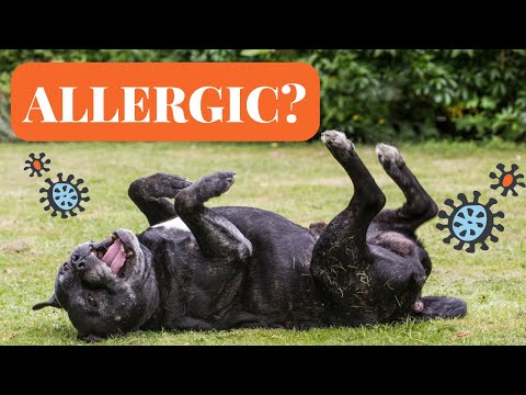 3 Common Staffy Allergies Most Owners Don't Know About