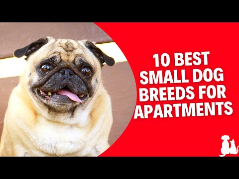 10 Best Small Dogs for Apartments: Discover the Top Breeds for Compact Living