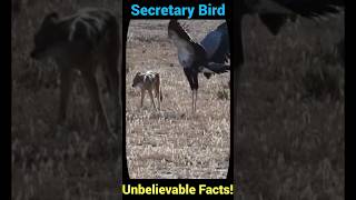 Secretary Bird: Unbelievable Facts You Never Knew!