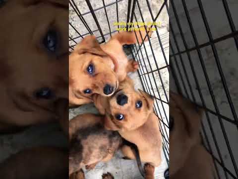 cute dachshund puppies