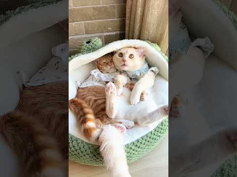 一言合わないとすぐに噛みつくAs soon as there’s a disagreement, they start biting#猫ちゃんの不思議な瞬間#cutefunny cat’s world