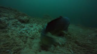 Carp Bumping in Lake Mead