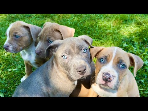 Adorable puppies playing outside