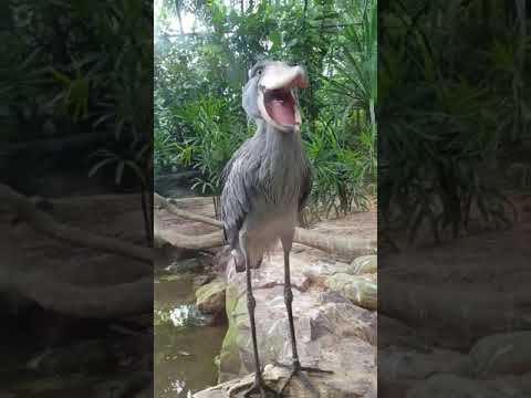 "Shoebill: The Majestic Living Dinosaur" #wildlife #fascinatingwildlife #catbreed