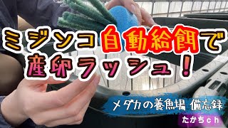 自動エサやりのその後・・・！！【メダカ養魚場備忘録】#84