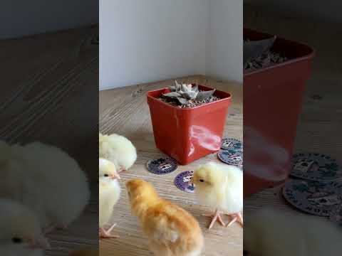 NO GODS, NO MASTERS, NO... CHICKS WERE HARMED IN THE MAKING OF THIS SHORT. #ariocarpus #cactus