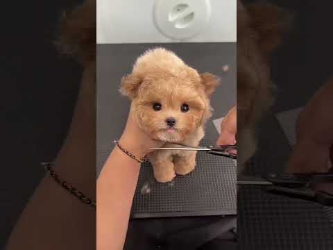 CUTE BABY DOG.....?♥️🐶#shorts #viral #dog #puppy #thumakthumak