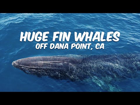 Huge FIN WHALES off Dana Point, CA (Look for the rainbows!🌈)