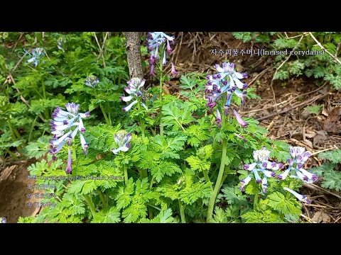 자주괴불주머니(Incised corydalis)