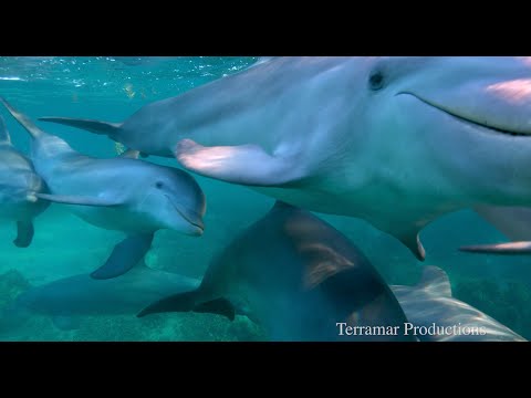 DCP’s Dolphin Creativity Research