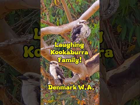 Laughing Kookaburra Family! #findinggspots #australianbirds