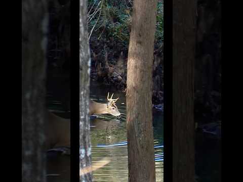 Deer vs. water [no problem] | N1 Outdoors