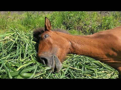 白目で夢みるお馬さん