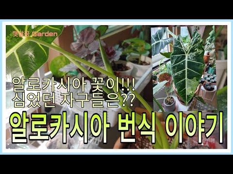 알로카시아 번식이야기 - 무늬밸벳ㅣAlocasia story