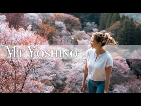 Mt Yoshino in Cherry Blossom Season