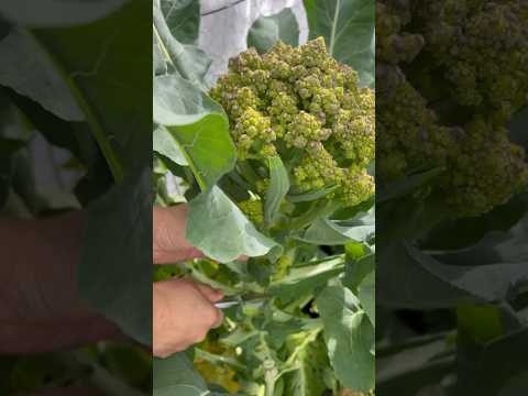 Romanesco Cauliflower #backyardgarden #backyardgardener #gardentotable