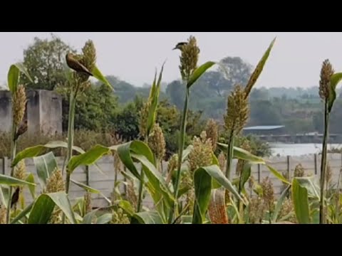 Sparrow's eating grains of jowar in field..... #naturevideo