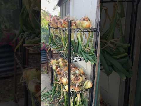 CANDY onions 🧅big bulbs, full sun, long day onions. High yield #garden #onions #backyardharvest