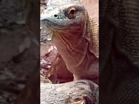 dragon  #dragon #zoo #london #india #ytshots @vichethediamonds #