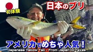 Japanese DELICIOUS & HEALTHY Yellowtail!!  Where it Comes From & How it Gets to You in USA!