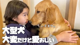 【大型犬仔犬のいる生活#7】密着！ゴールデンと暮らすと笑いあり涙あり⁉︎の生後8ヶ月