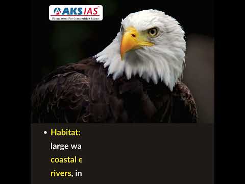 Bald Eagle #aksias #upsc #currentaffairs #BaldEagle #UnitedStates #nationalbird #NorthAmerica