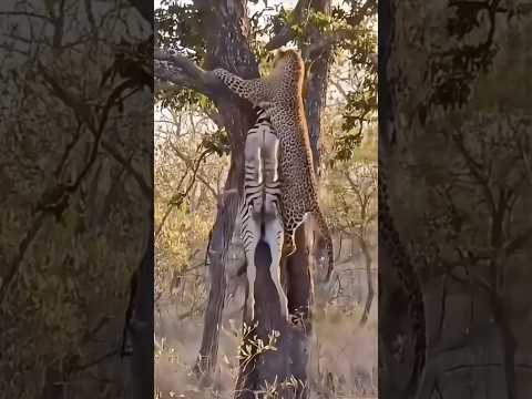 A Leopard Drags a Zebra Up a Tree || #leopard #wildlife #trending #shortsvideo #shorts