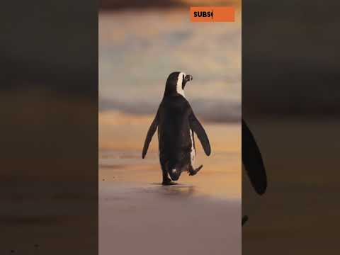 Mind-Blowing Penguin Facts in 60 Seconds! #animals